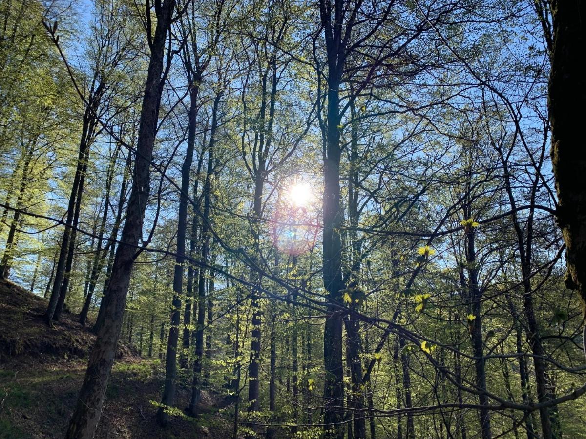 Forest View Apartments In Winterberg Sauerland Medebach Esterno foto